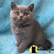 British Shorthair