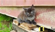 maine coon kitten posted by Lucky_ones90