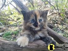 maine coon kitten posted by Lucky_ones90