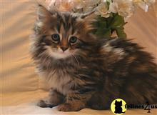 maine coon kitten posted by Lucky_ones90