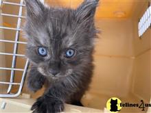 maine coon kitten posted by Lucky_ones90