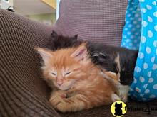 maine coon kitten posted by Lucky_ones90