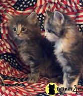 maine coon kitten posted by Lucky_ones90