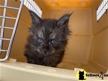 maine coon kitten posted by Lucky_ones90
