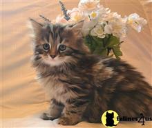 maine coon kitten posted by Lucky_ones90