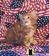 maine coon kitten posted by Lucky_ones90