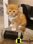 maine coon kitten posted by Lucky_ones90