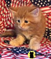 maine coon kitten posted by Lucky_ones90