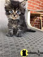 maine coon kitten posted by Lucky_ones90