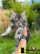 maine coon kitten posted by Lucky_ones90
