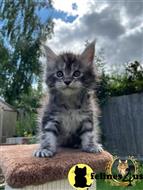 maine coon kitten posted by Lucky_ones90