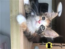 maine coon kitten posted by Lucky_ones90