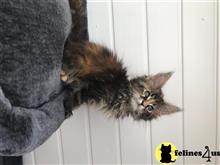 maine coon kitten posted by Lucky_ones90