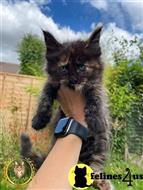 maine coon kitten posted by Lucky_ones90
