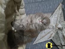 maine coon kitten posted by Lucky_ones90