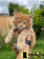 maine coon kitten posted by Lucky_ones90