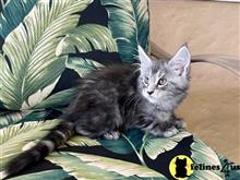 maine coon kitten posted by Lucky_ones90