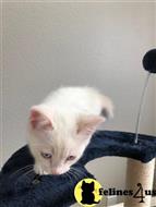munchkin kitten posted by Lucky_ones90