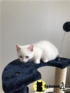 munchkin kitten posted by Lucky_ones90