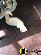munchkin kitten posted by Lucky_ones90