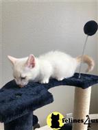 munchkin kitten posted by Lucky_ones90