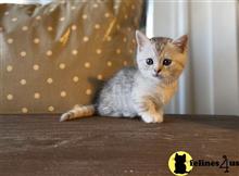 munchkin kitten posted by Lucky_ones90
