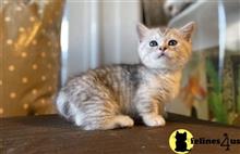 munchkin kitten posted by Lucky_ones90
