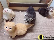 munchkin kitten posted by Lucky_ones90
