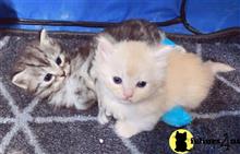munchkin kitten posted by Lucky_ones90