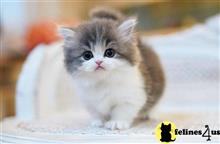 munchkin kitten posted by Lucky_ones90