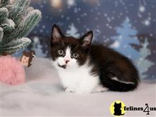 munchkin kitten posted by Lucky_ones90