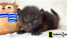 munchkin kitten posted by Lucky_ones90