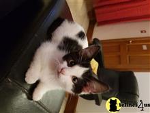 munchkin kitten posted by Lucky_ones90