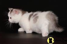 munchkin kitten posted by Lucky_ones90