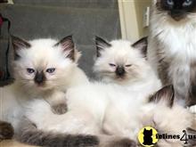 ragdoll kitten posted by Lucky_ones90