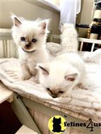 ragdoll kitten posted by Lucky_ones90
