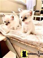 ragdoll kitten posted by Lucky_ones90