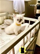 ragdoll kitten posted by Lucky_ones90