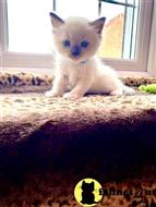 ragdoll kitten posted by Lucky_ones90