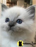 ragdoll kitten posted by Lucky_ones90