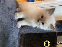 ragdoll kitten posted by Lucky_ones90