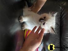 ragdoll kitten posted by Lucky_ones90