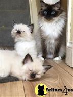 ragdoll kitten posted by Lucky_ones90