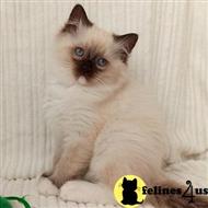 ragdoll kitten posted by Lucky_ones90