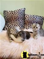 scottish fold kitten posted by Lucky_ones90