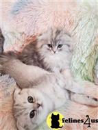 scottish fold kitten posted by Lucky_ones90