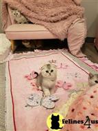scottish fold kitten posted by Lucky_ones90