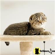 scottish fold kitten posted by Lucky_ones90