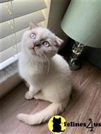 scottish fold kitten posted by Lucky_ones90