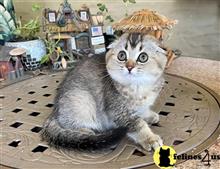 scottish fold kitten posted by Lucky_ones90